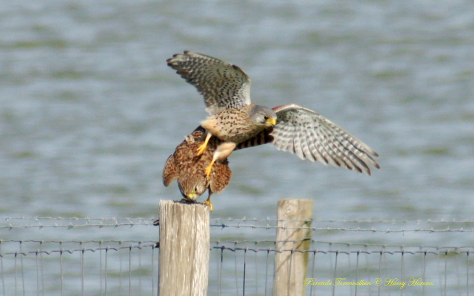parende Torenvalken - Vogels - Torenvalken