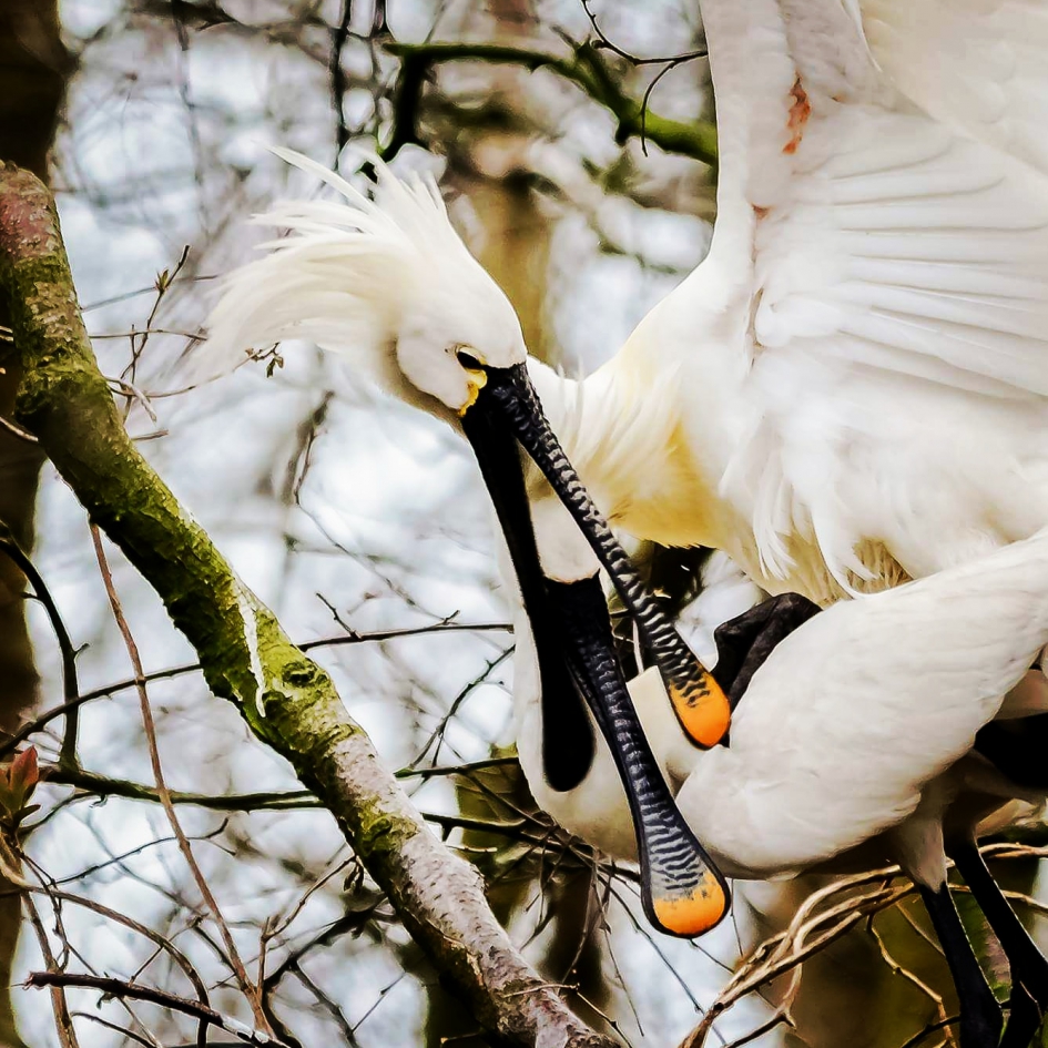 Paring lepelaars 3 april 2018 - Vogels - Lepelaar