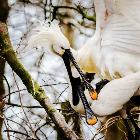 Paring lepelaars 3 april 2018