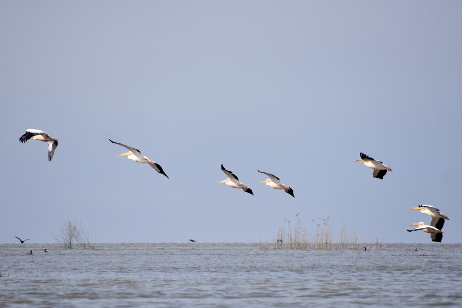 Pelikanen - Vogels - 