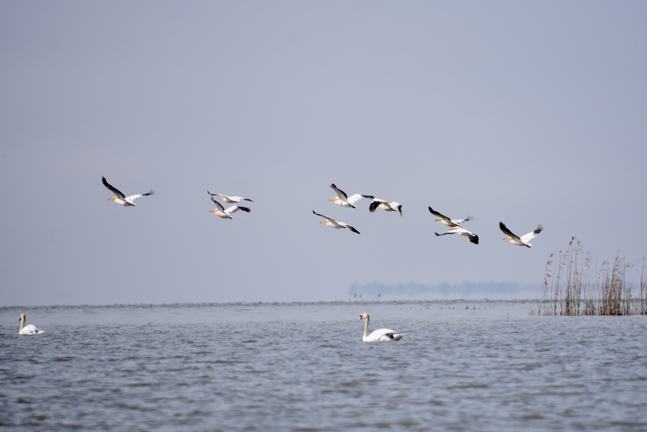 Pelikanen - Vogels - 