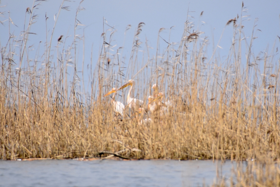 Pelikanen - Vogels - 