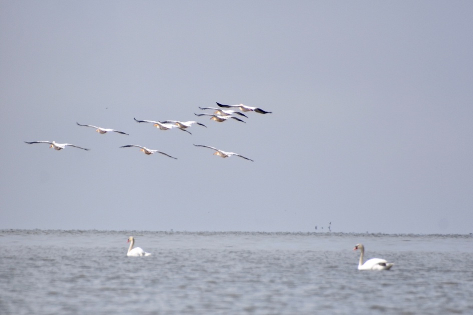 Pelikanen - Vogels - 
