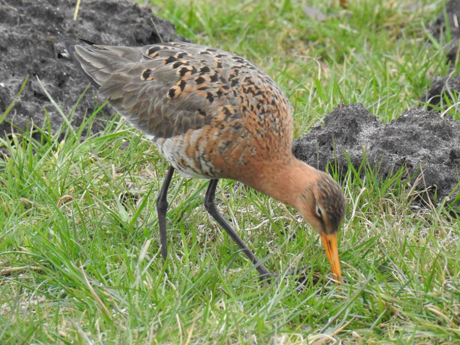 Peurende grutto - Vogels - Grutto