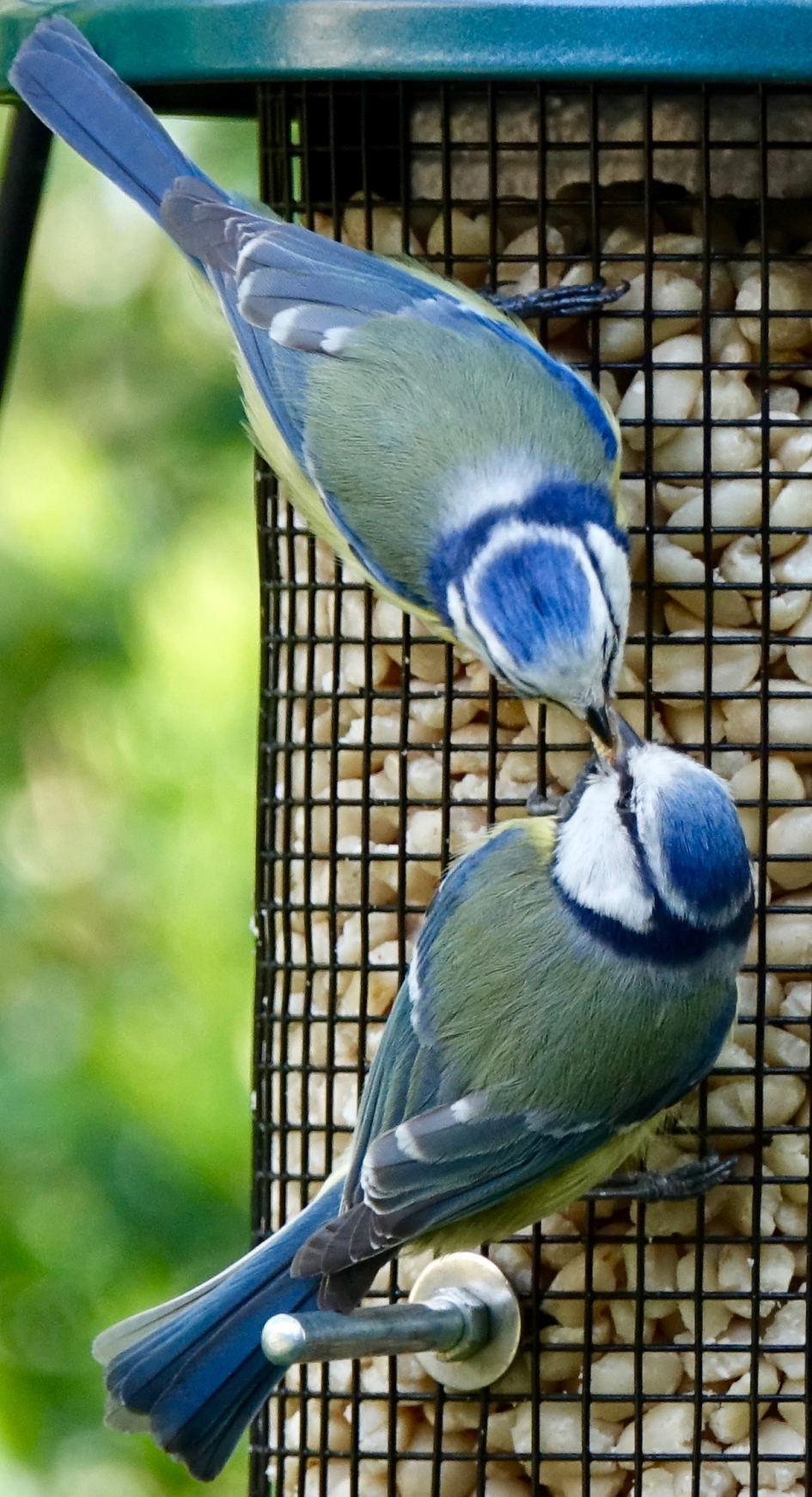 Pimpel man voert zijn vrouwtje een lekker hapje ..... - Vogels - Pimpelmees