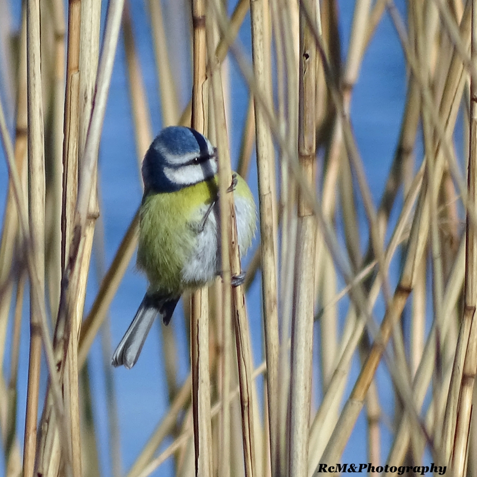 Pimpelmees - Vogels - Pimpelmees