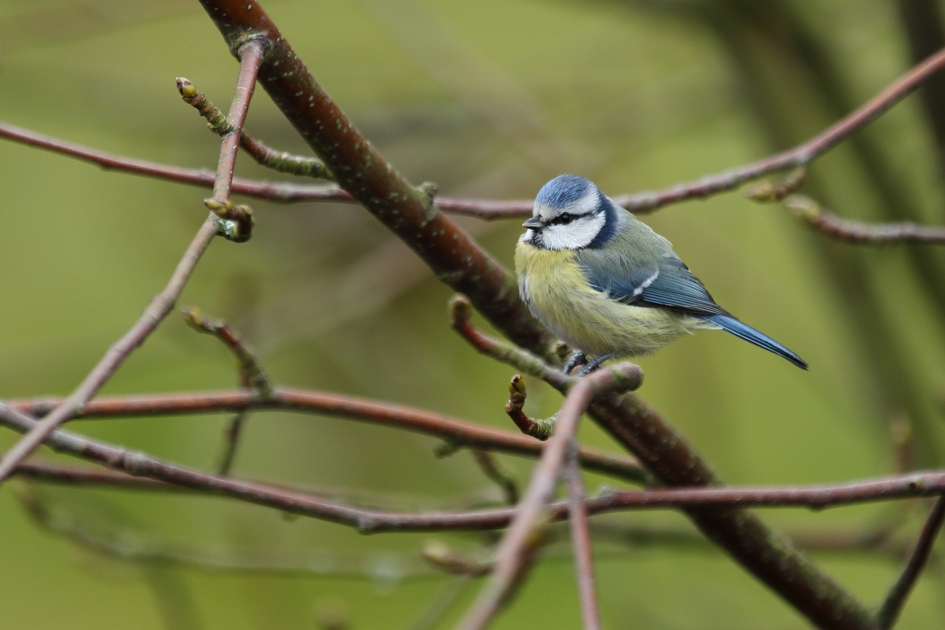 pimpelmees - Vogels - 