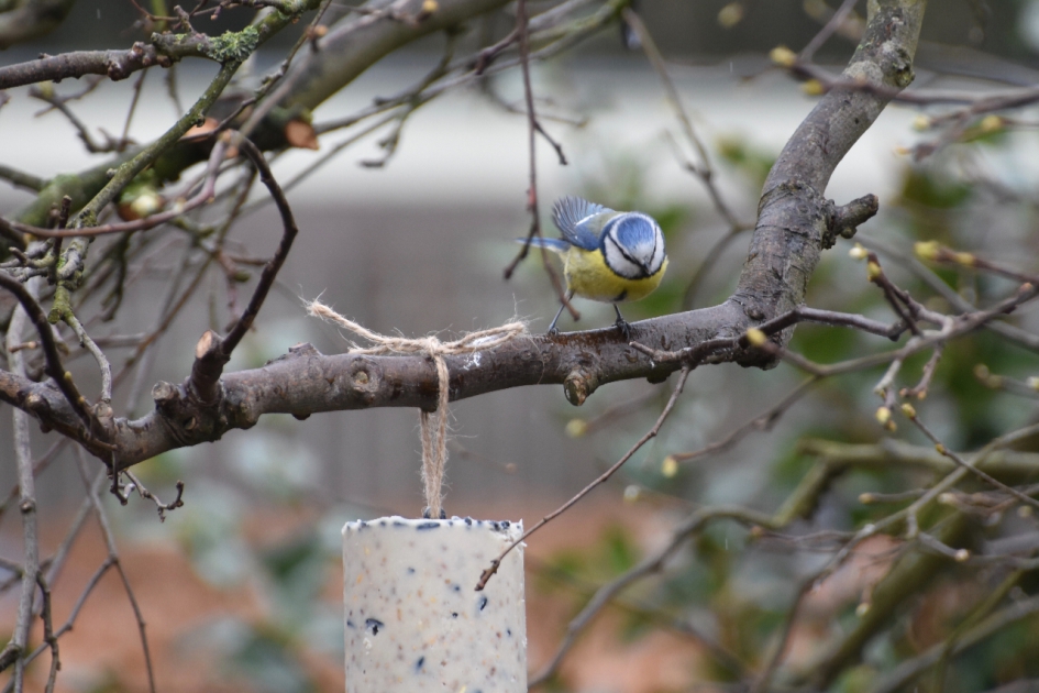 Pimpelmees - Vogels - 