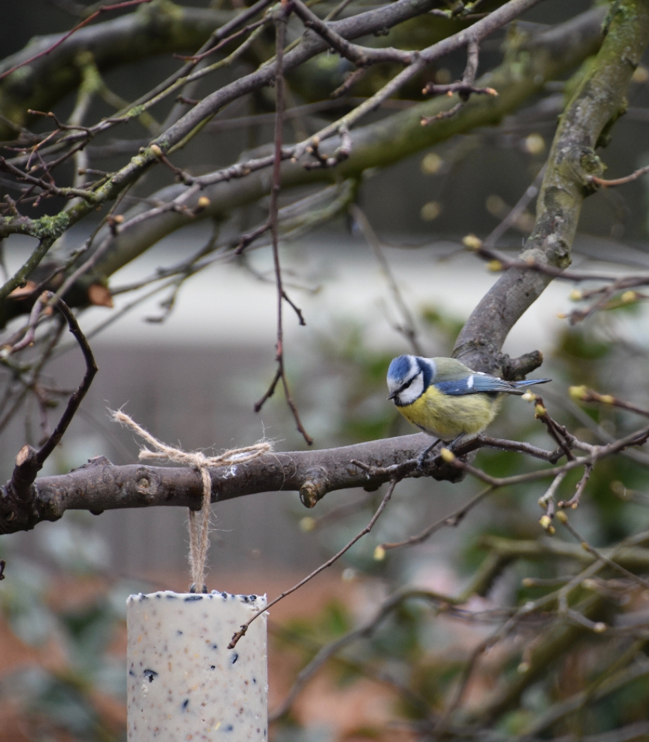 Pimpelmees - Vogels - 