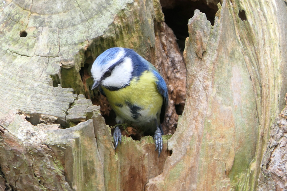 Pimpelmees - Vogels - Pimpelmees