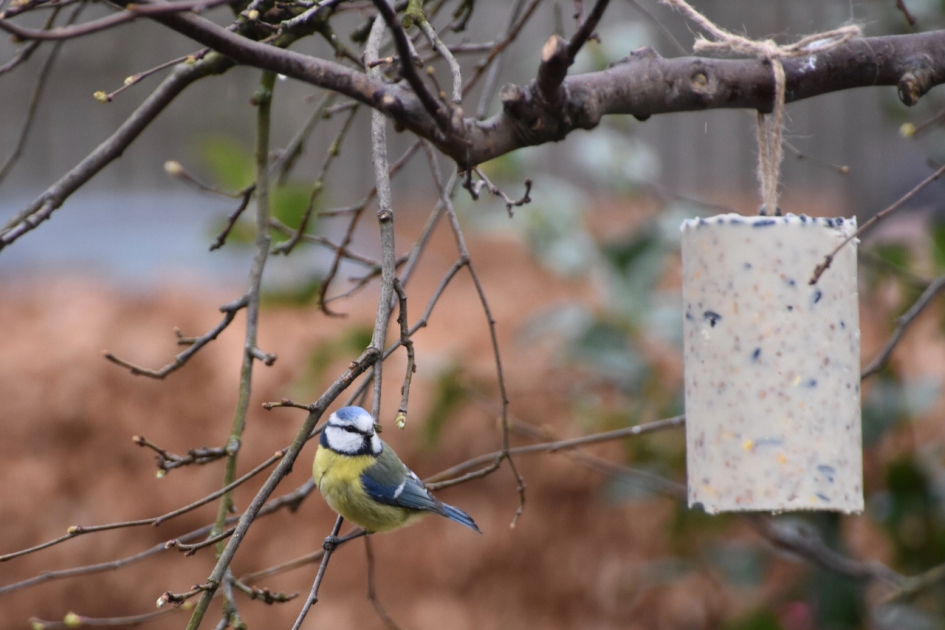 Pimpelmeesje - Vogels - 