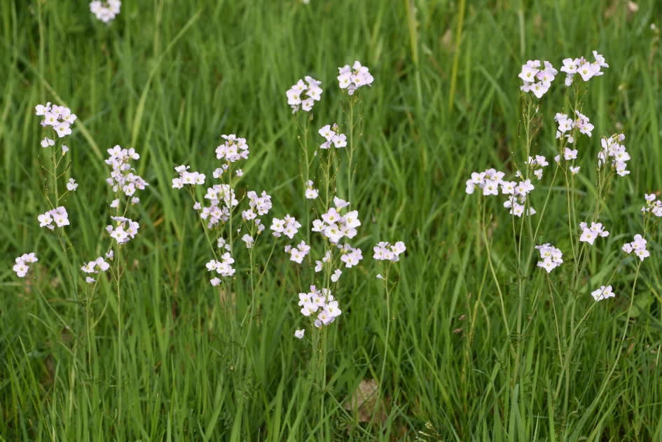 Pinksterbloemen - Planten - 