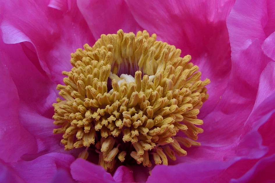 Pioenroos - Planten - Pioenroos