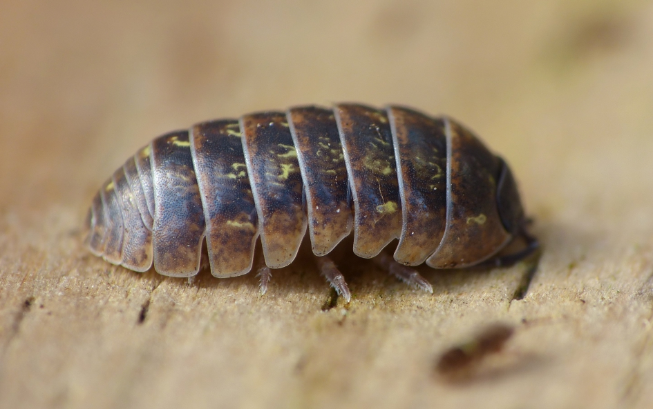 Pissebed - Geleedpotigen - 