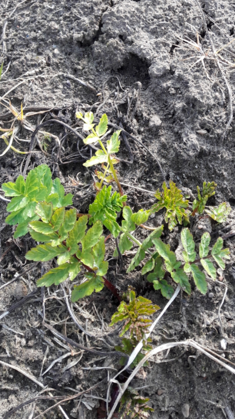 Plantje moestuin - Planten - 