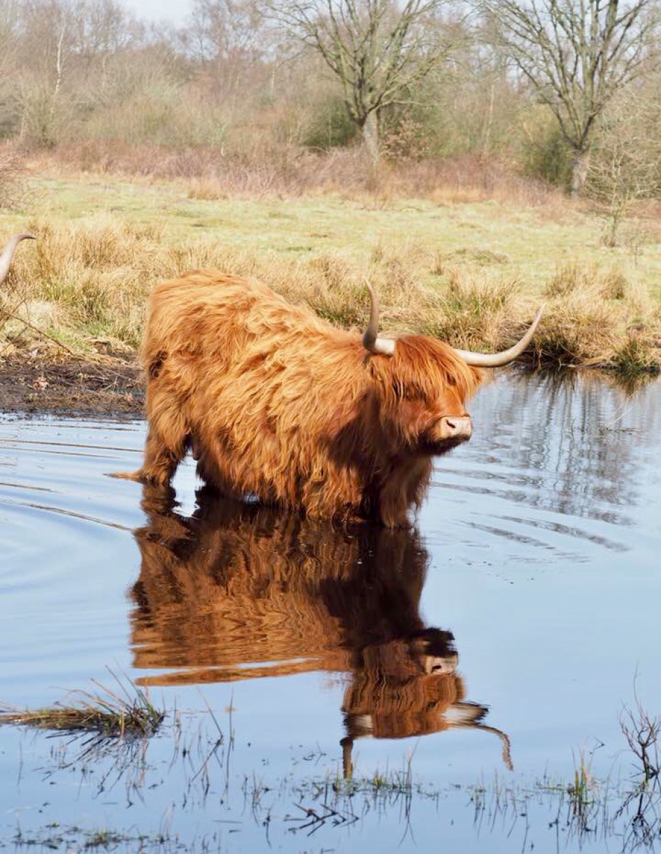 Pootje baden - Zoogdieren - 