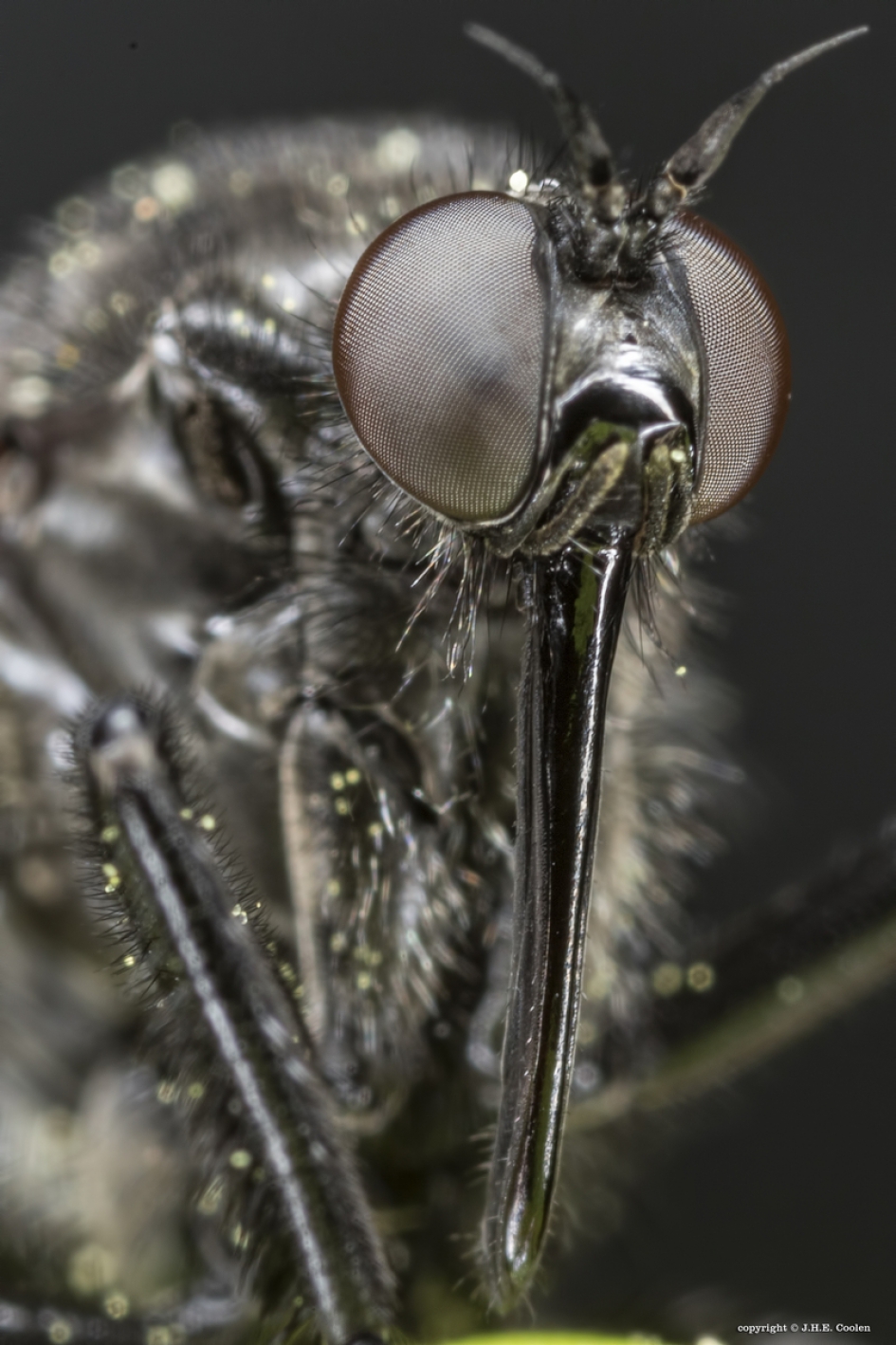 Portret van een..... - Geleedpotigen - Zwarte dansvlieg