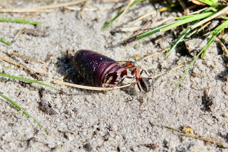 Prooi Transport door Rode Bosmier