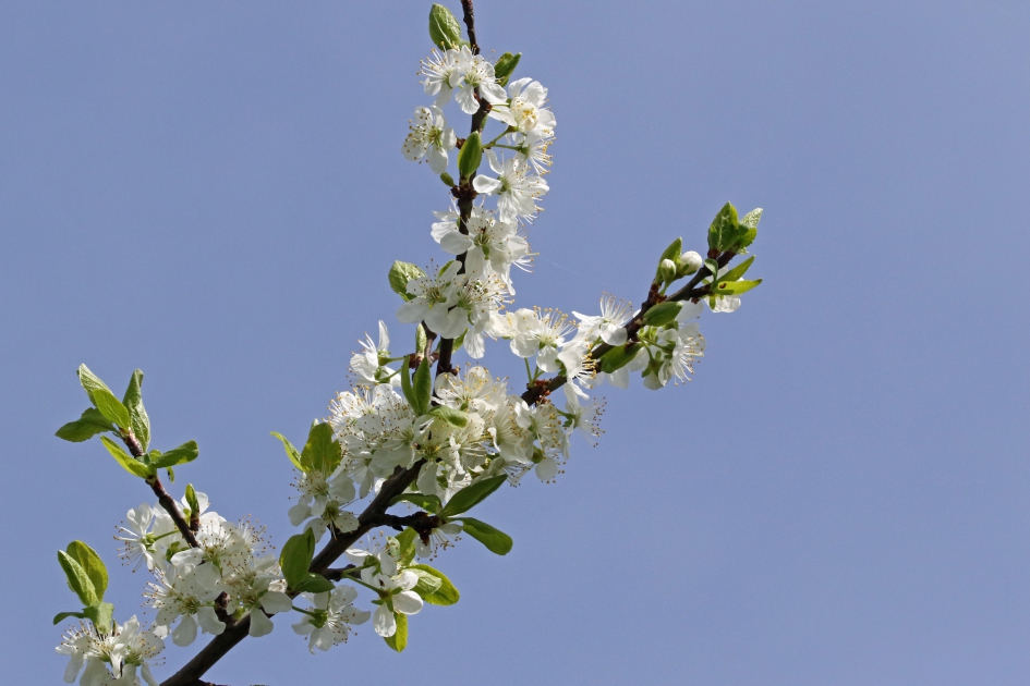 Pruimenbloesem - Planten - 