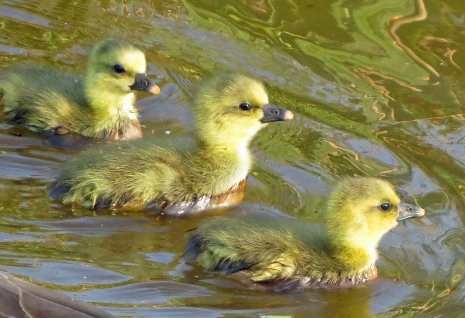 Pullen van Grauwe Ganzen - Vogels - 