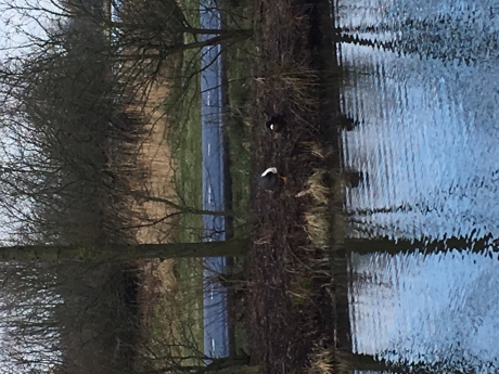 Rara welke vogel is dit?