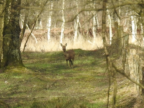 Ree kijkt je aan in het bos