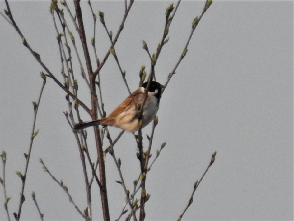 Rietgors - Vogels - Rietgors