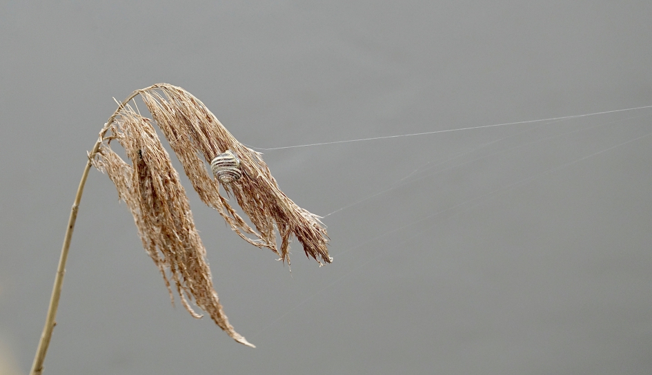 Rietpluim met webdraden - Planten - Riet