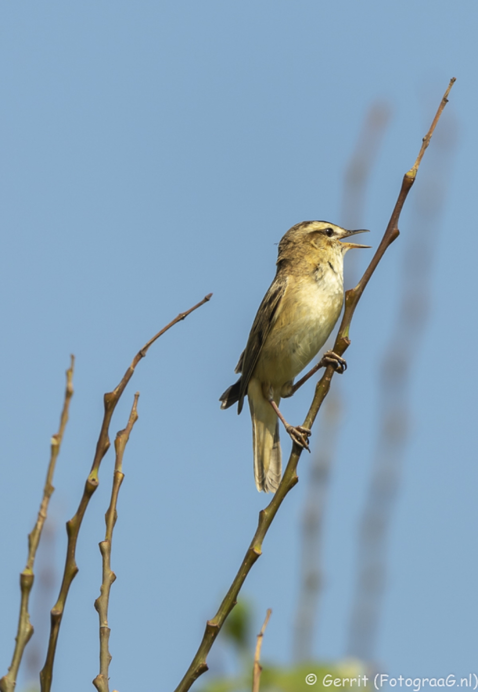 Rietzanger zingt uit volle borst - Vogels - Rietzanger