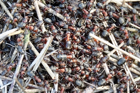 Rode Bosmier, Organisatie?