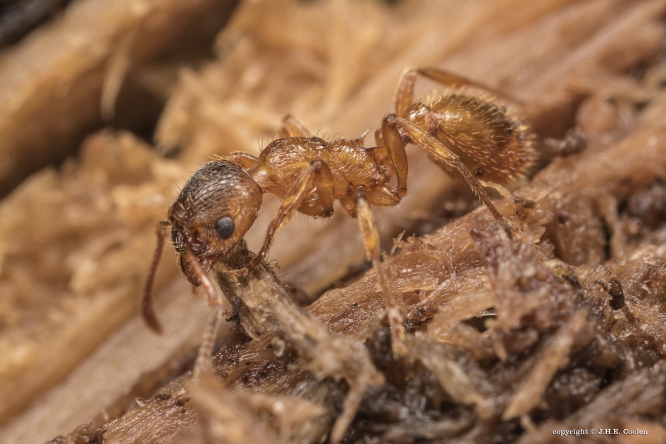 Rode mier - Geleedpotigen - Rode mier