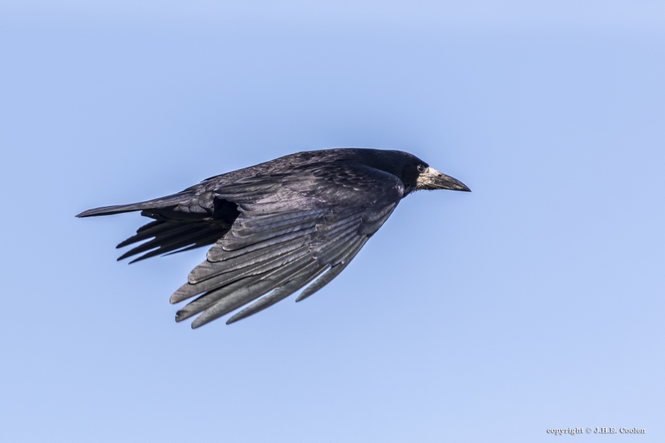 Roek - Vogels - Roek