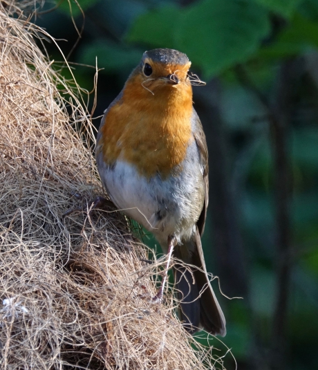 Roodborst met nesteldrang