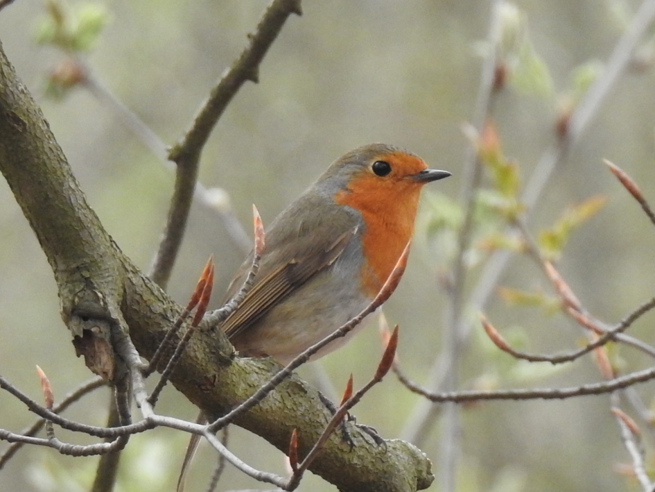 Roodborstje - Vogels - Roodborstje