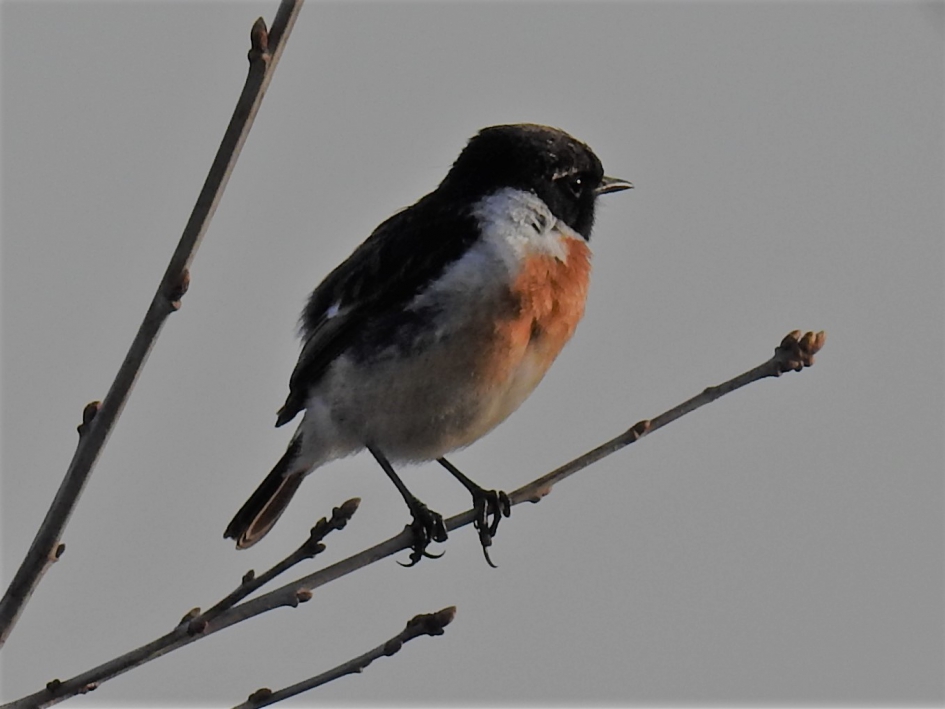 Roodborsttapuit man - Vogels - Roodborsttapuit