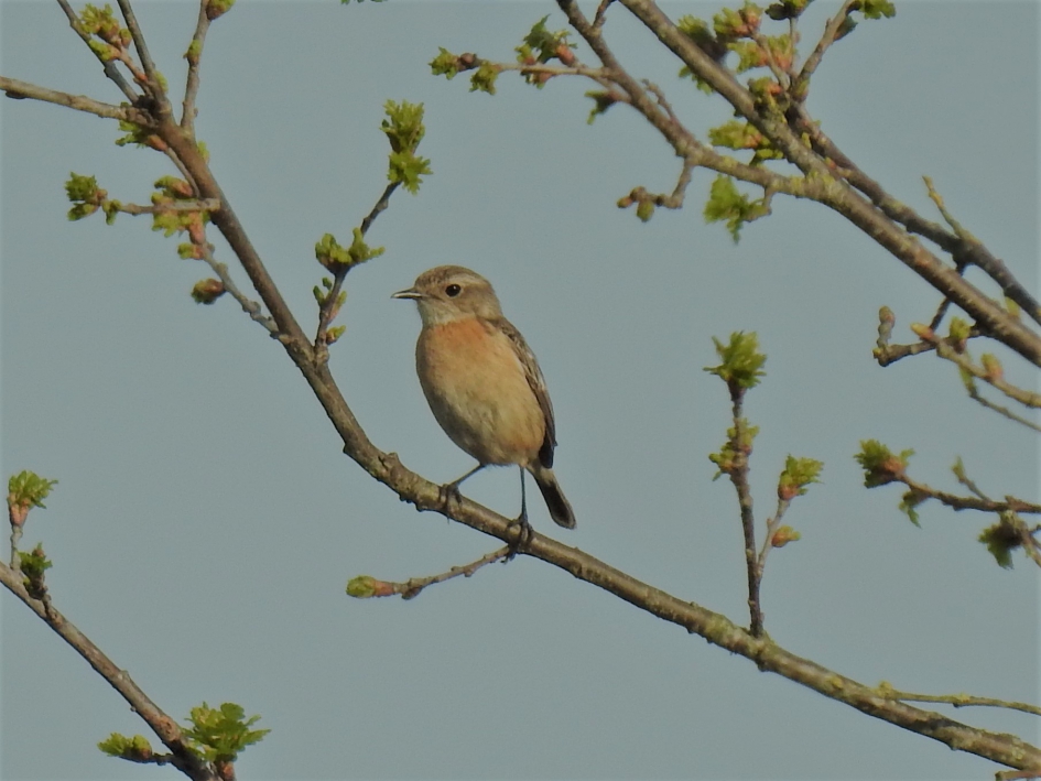 Roodborsttapuit vrouw - Vogels - Roodborsttapuit