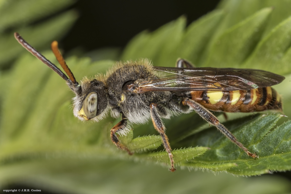 Roodharige wespbij - Geleedpotigen - Roodharige wespbij