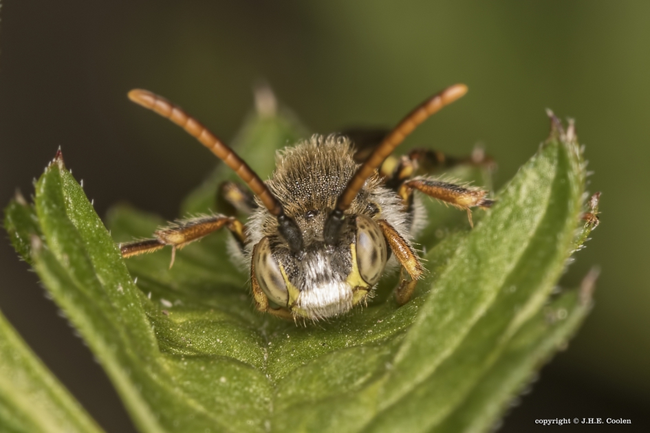 Roodharige wespbij (Nomada lathburiana) - Geleedpotigen - Roodharige wespbij