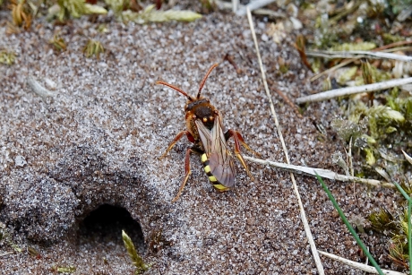 Roodharige Wespbij wacht op haar kans.