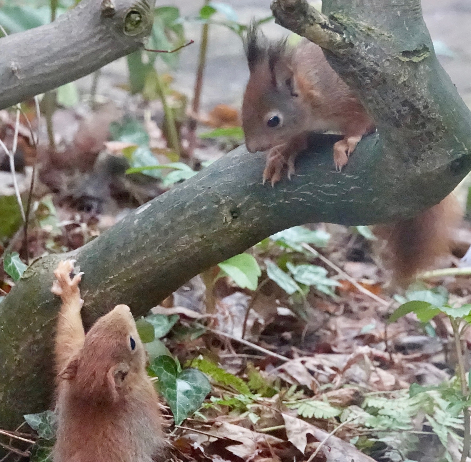 Samen - Zoogdieren - Eekhoorn