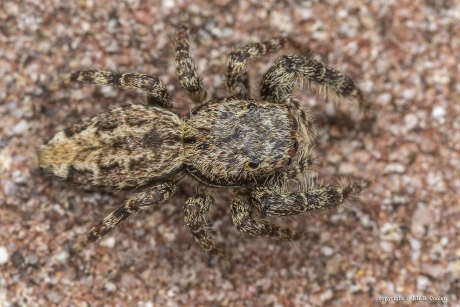 Schorsmarpissa (Marpissa muscosa)