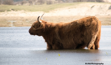 Schotse Hooglander (rund).