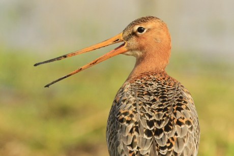 Sky cries ... (Skries)