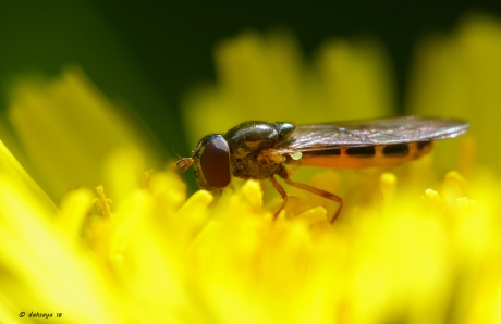 Slanke Driehoekzweefvlieg (?)