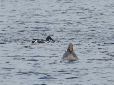 Slobeend man en grauwe gans