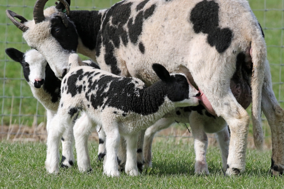Smaakt goed! - Zoogdieren - 