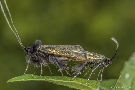 Smaragdlangsprietmot (Adela reaumurella)