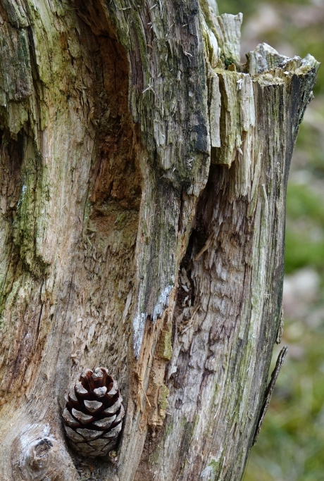 Smidse van Grote Bonte Specht