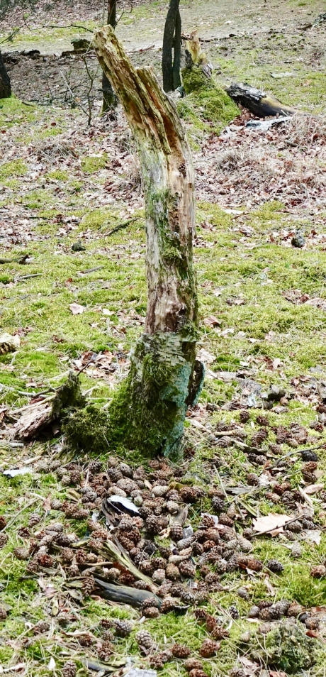 Smidse van Grote Bonte Specht