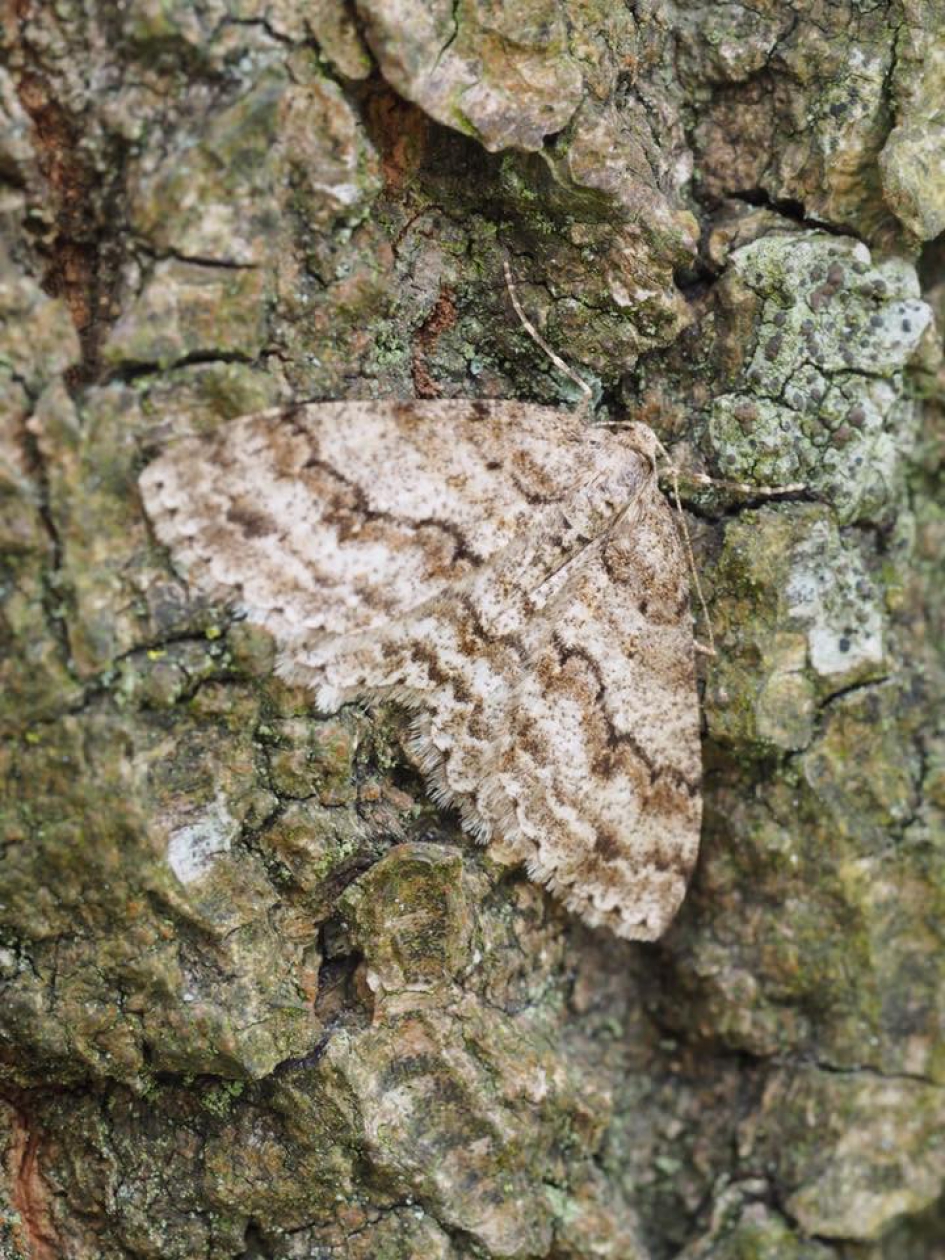 Spanner gaat op in boom - Geleedpotigen - Spannerfamilie